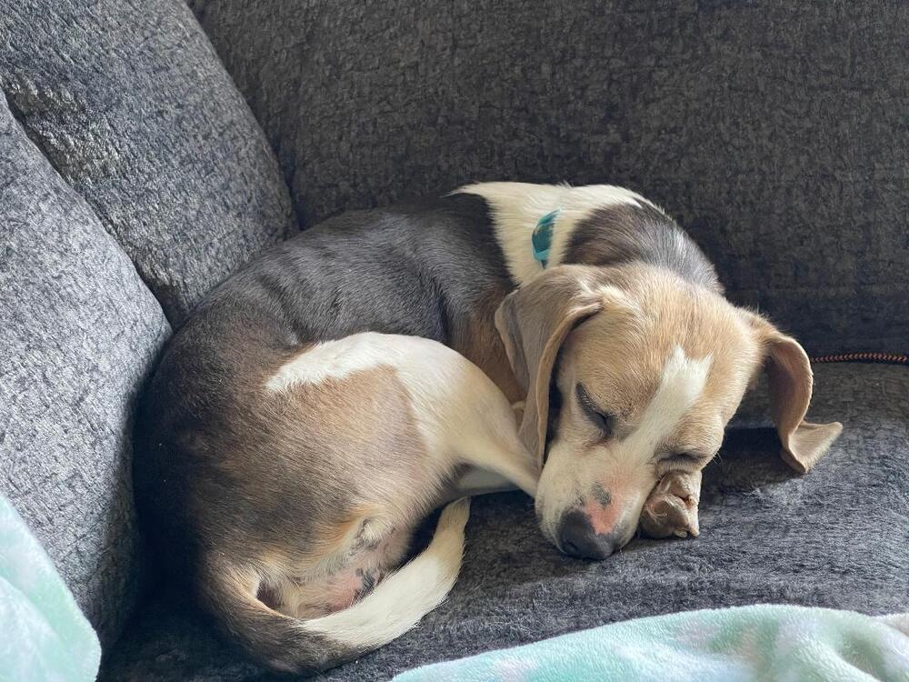 Enlarge Willow - Fostered in Omaha, a Adoptable Beagle in Shawnee Mission, KS image 2/4