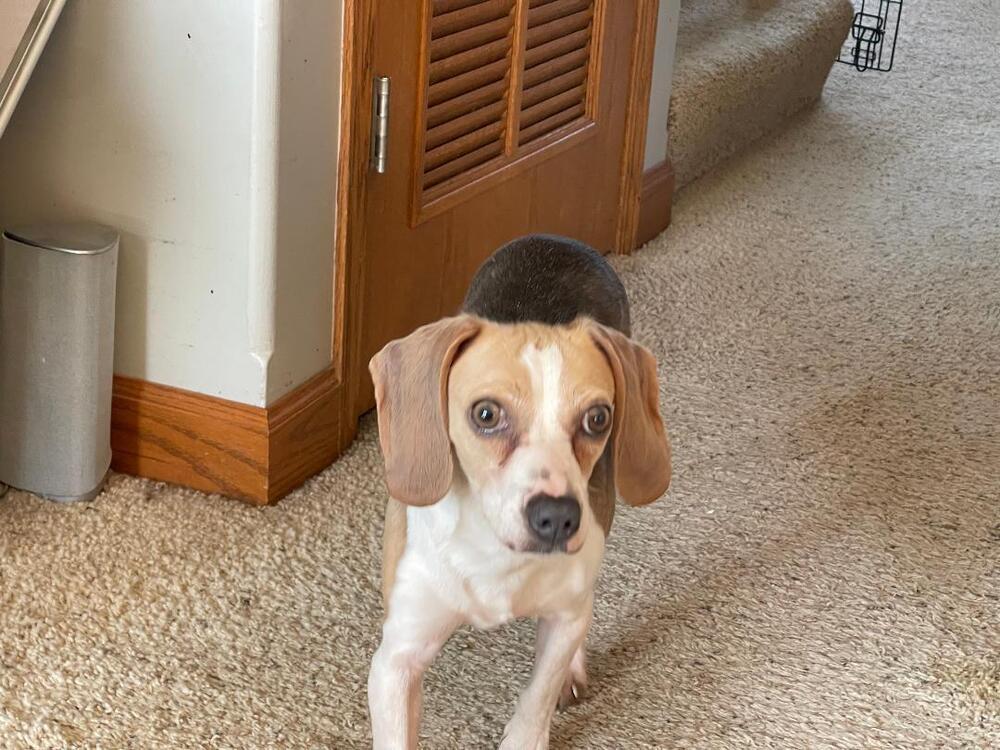 Enlarge Willow - Fostered in Omaha, a Adoptable Beagle in Shawnee Mission, KS image 3/4