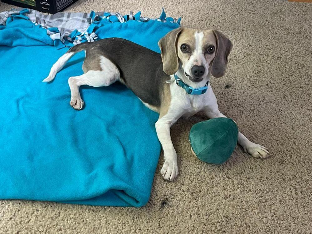Enlarge Willow - Fostered in Omaha, a Adoptable Beagle in Shawnee Mission, KS image 4/4