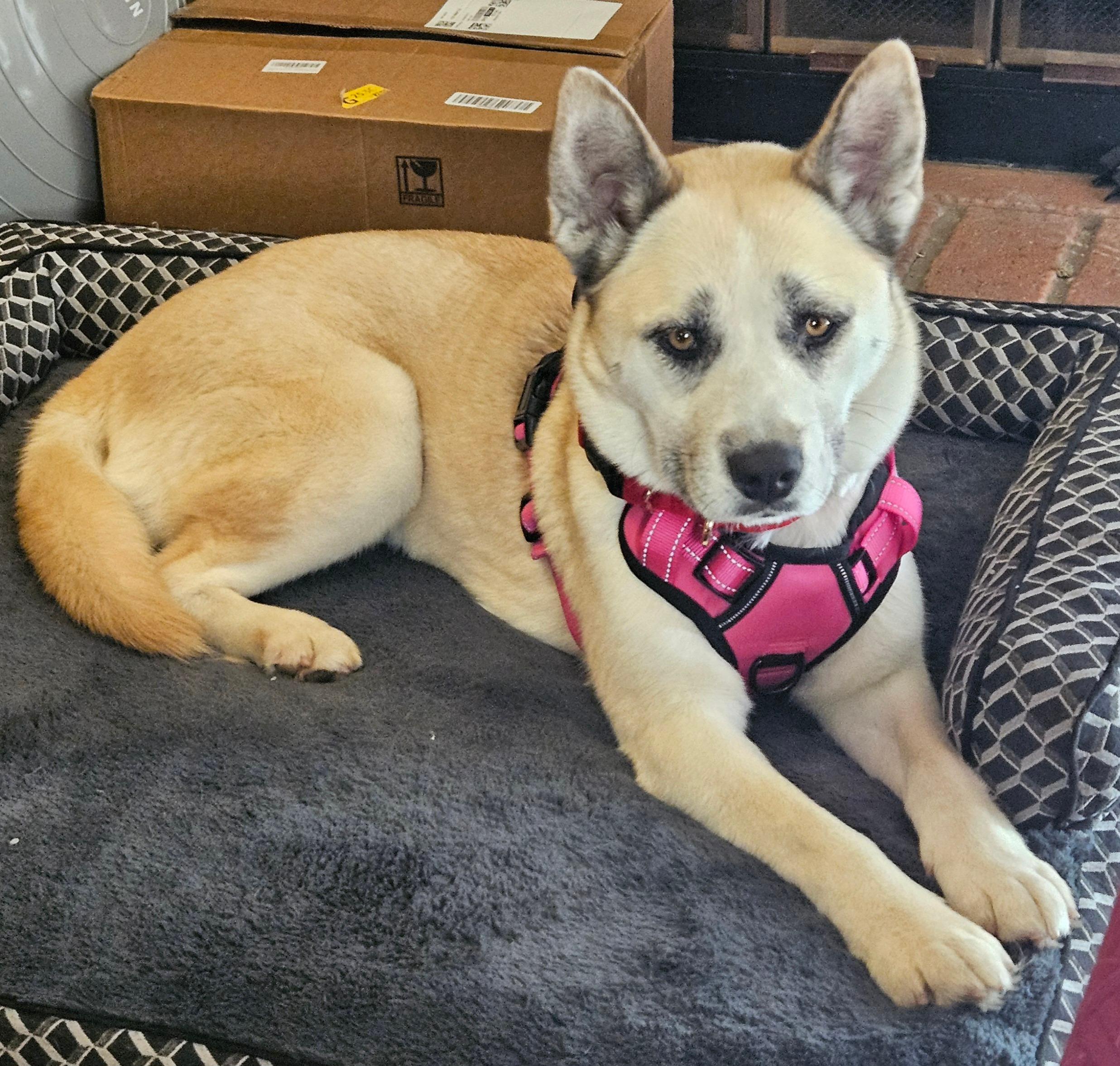 Kyno, a Adoptable Siberian Husky in San Marcos, CA image 5/5