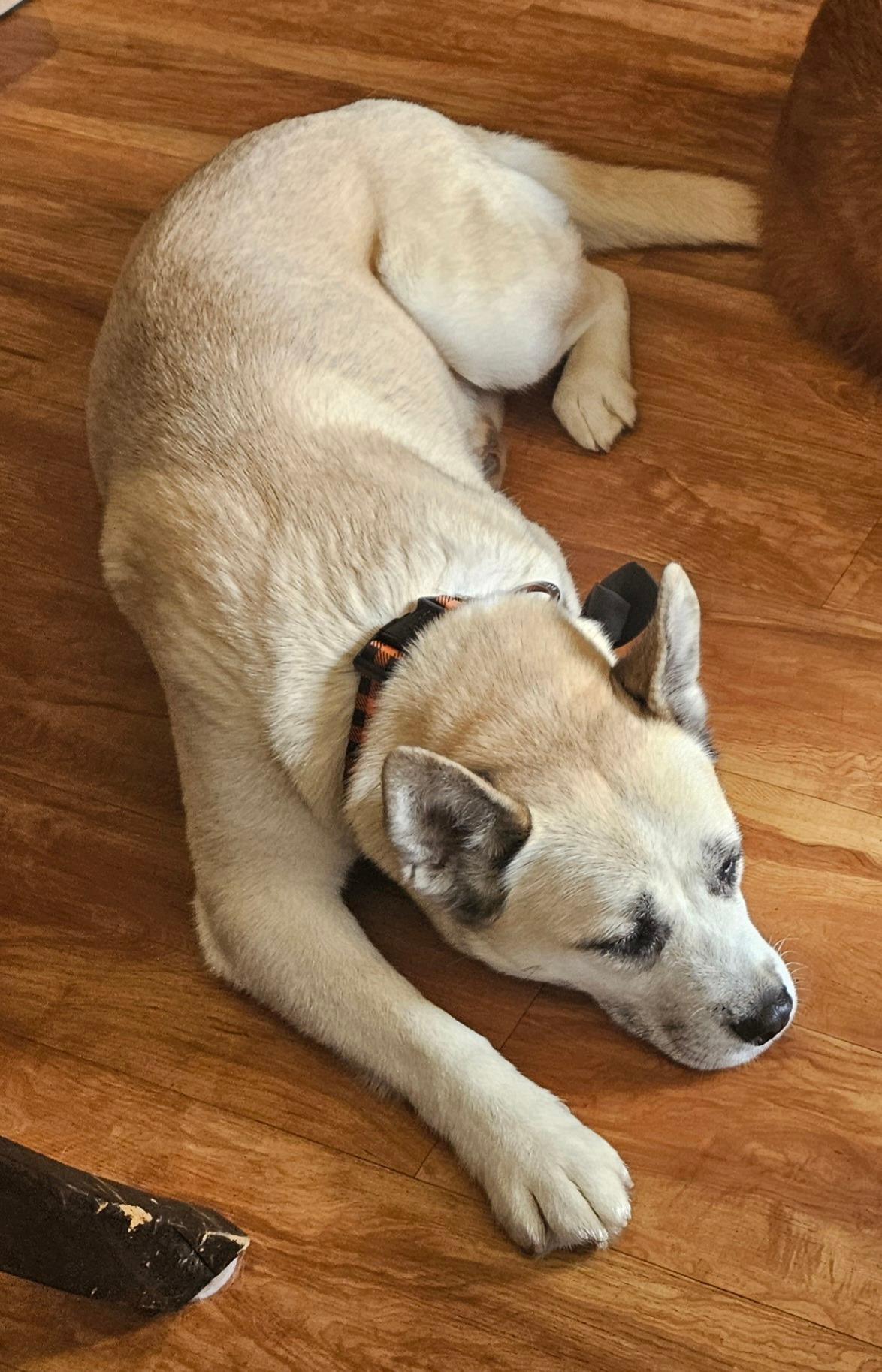 Kyno, a Adoptable Siberian Husky in San Marcos, CA image 4/5