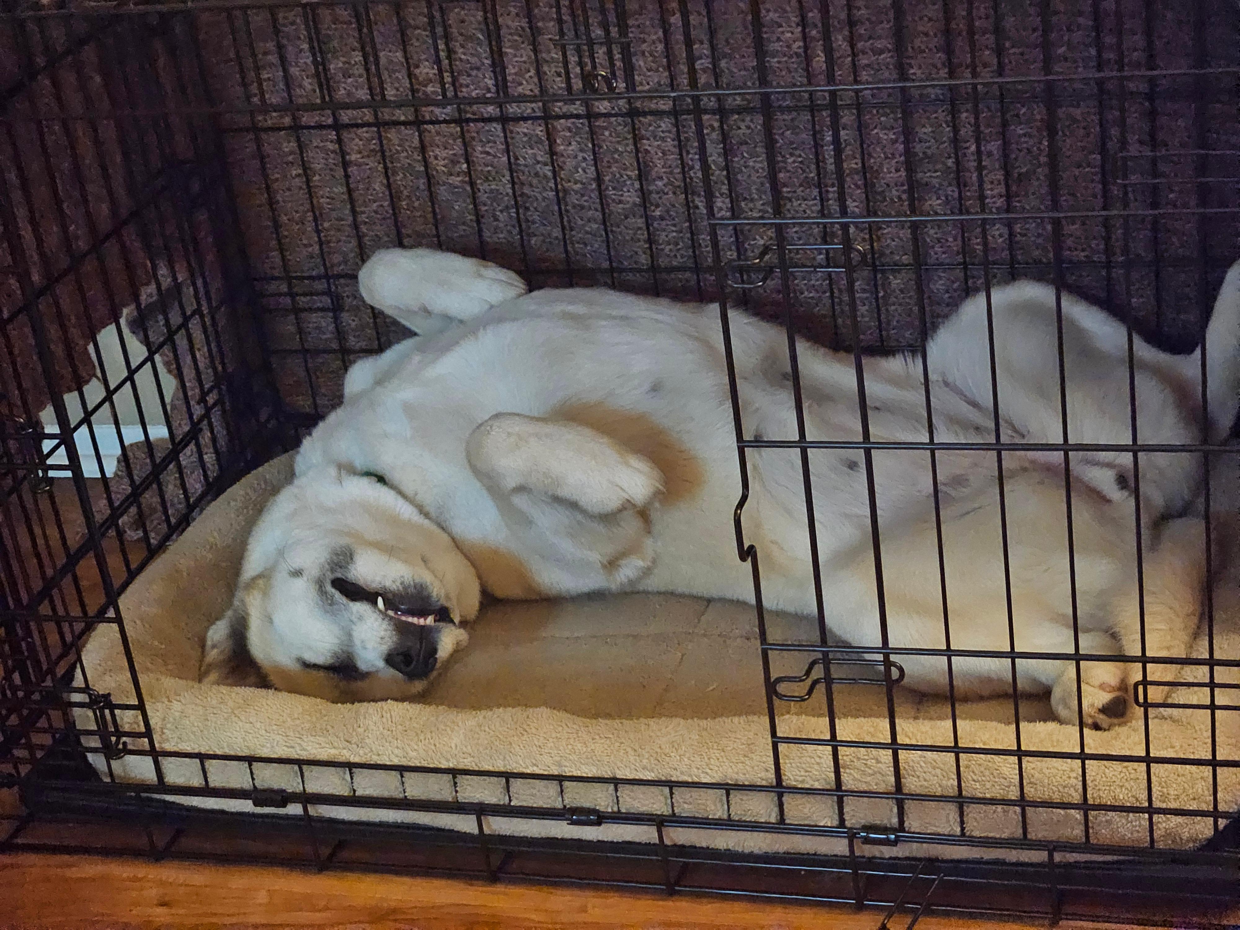 Kyno, a Adoptable Siberian Husky in San Marcos, CA image 3/5