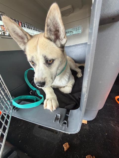 Kyno, a Adoptable Siberian Husky in San Marcos, CA image 2/5