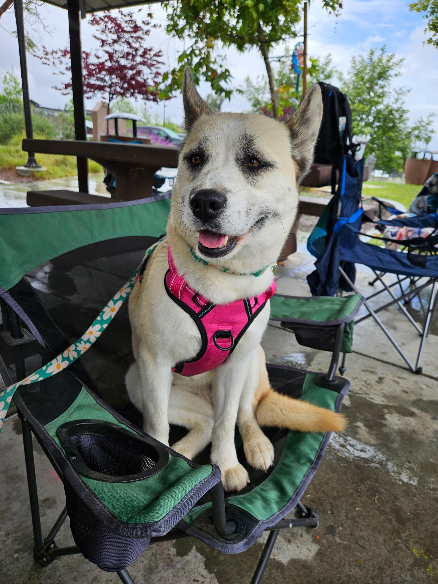 Kyno, Adoptable, Adult Female Siberian Husky.