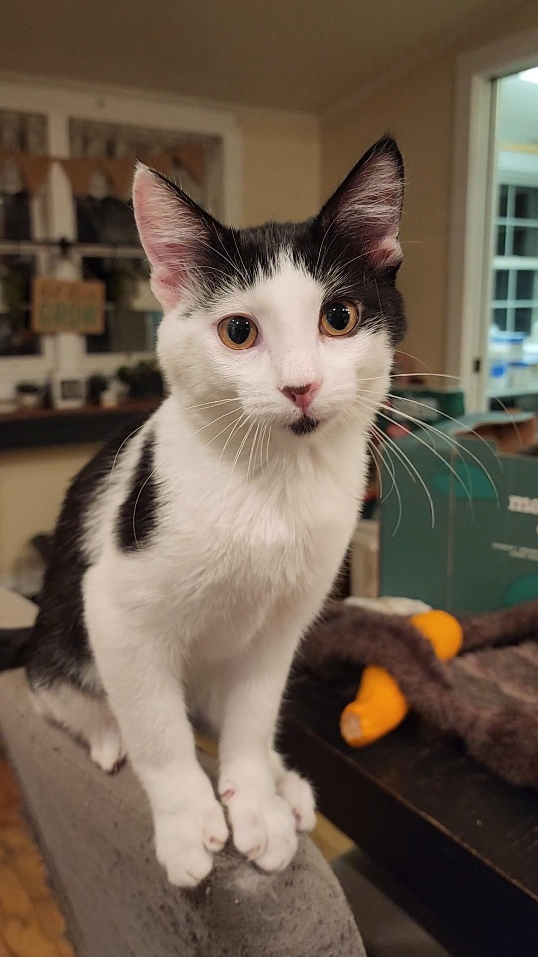 Pookie Pie, Adoptable, Kitten Male Domestic Short Hair.