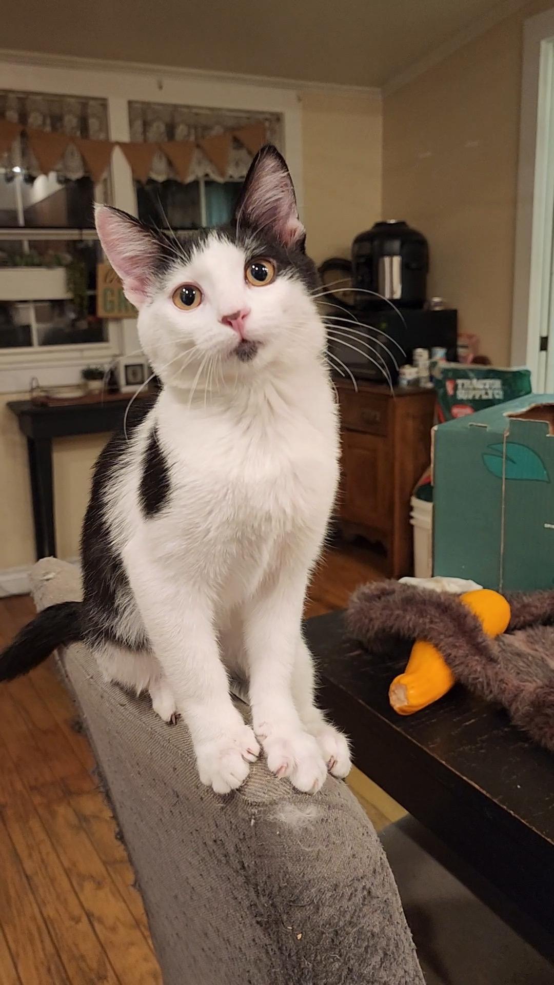 Pookie Pie, a Adoptable Domestic Short Hair in Midvale, UT image 3/5