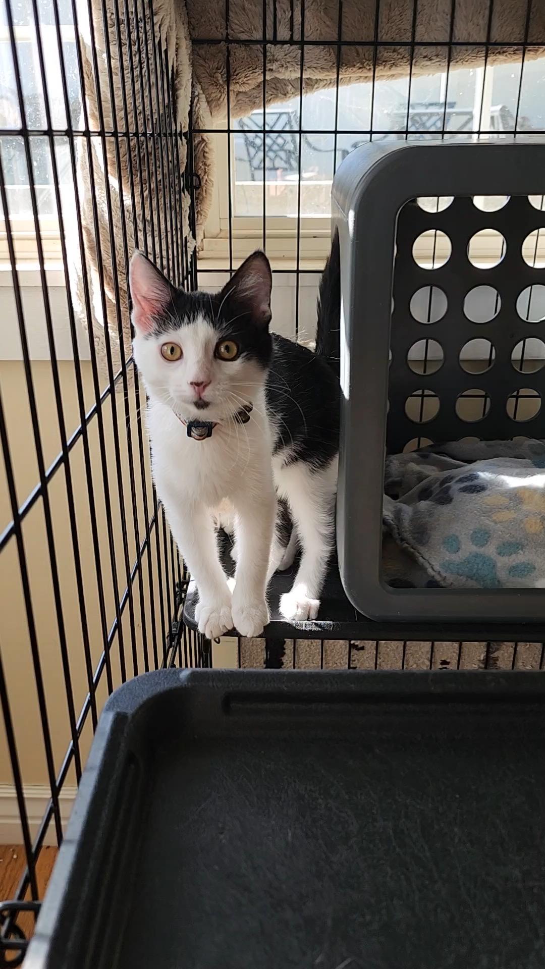 Pookie Pie, a Adoptable Domestic Short Hair in Midvale, UT image 4/5