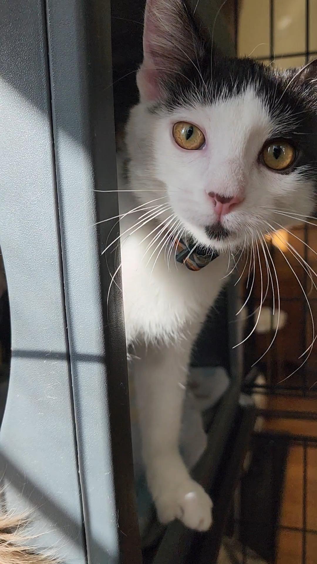 Pookie Pie, a Adoptable Domestic Short Hair in Midvale, UT image 5/5