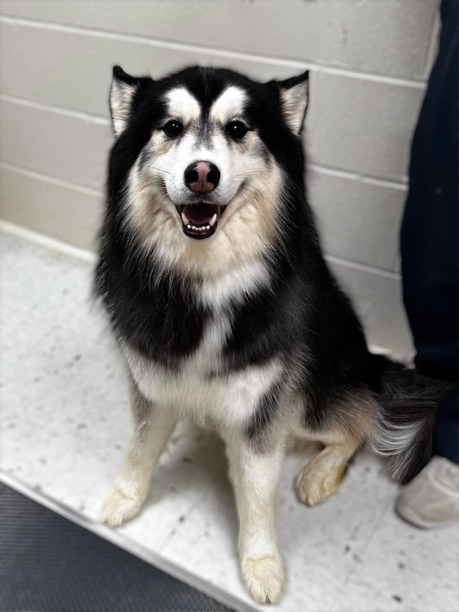 Tikaani, a Adopted Alaskan Malamute in New Albany, OH image 1/2