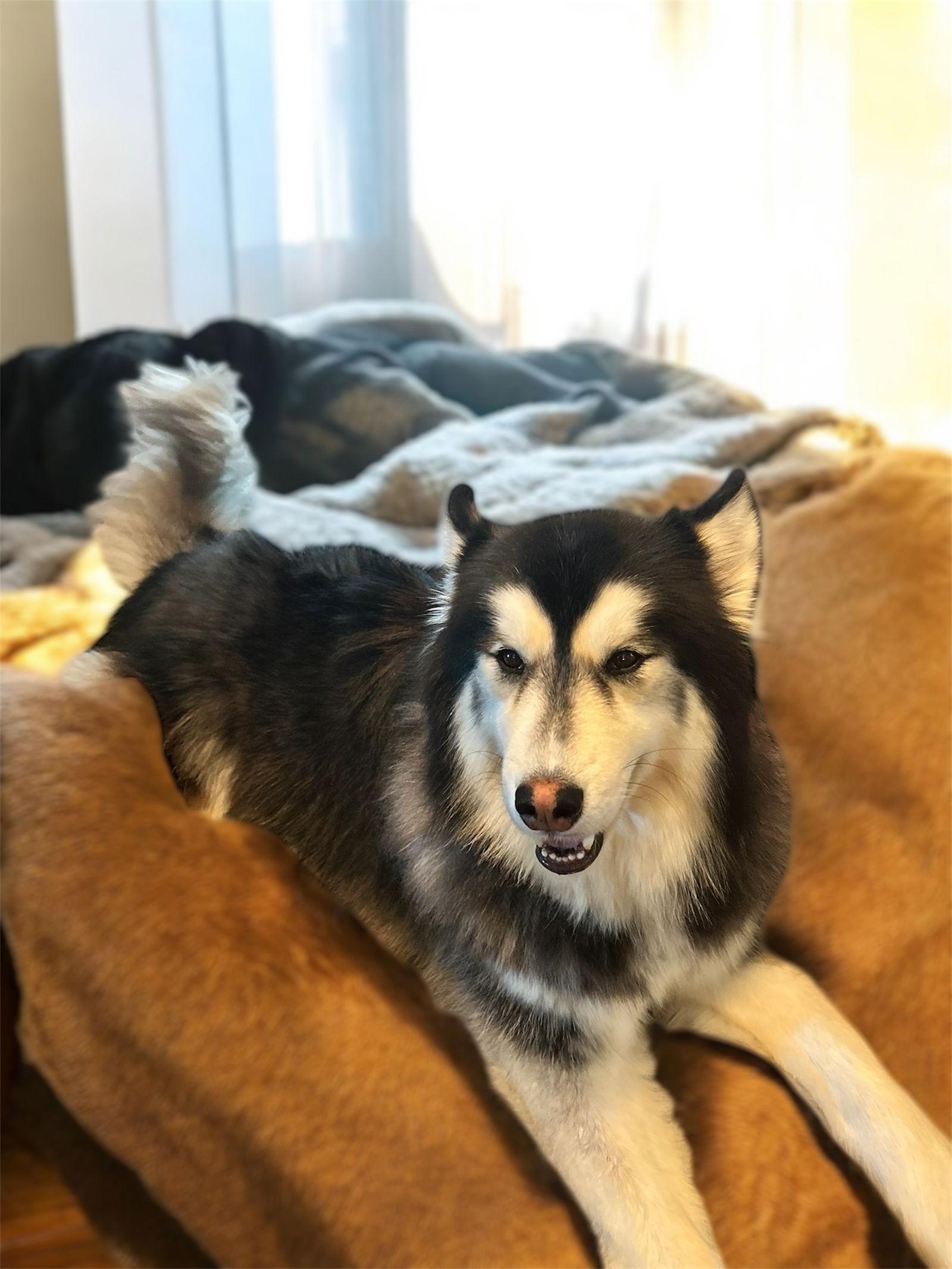 Tikaani, a Adopted Alaskan Malamute in New Albany, OH image 2/2