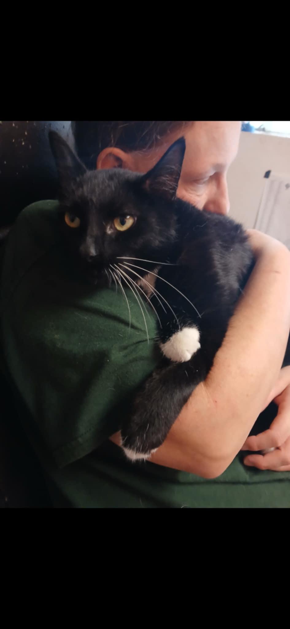 Beckam, a Adoptable Domestic Short Hair in Princeton, IN image 2/2