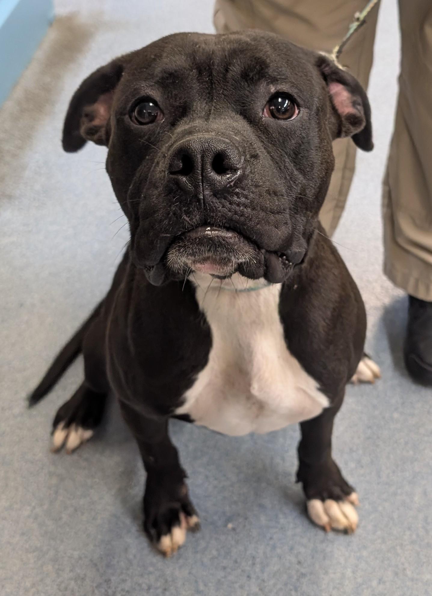 Gumbo, adopted, Adult Male American Bulldog.