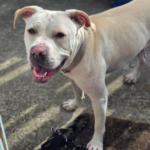 Enlarge GISELLE, a Adoptable Pit Bull Terrier in Alameda, CA image 1/1