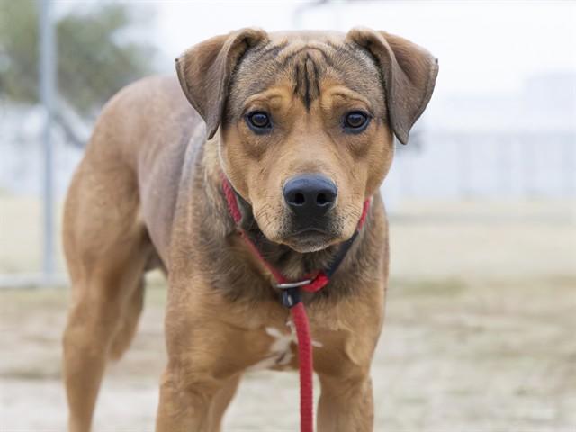 CANYON, Adoptable, Young Male Bluetick Coonhound.