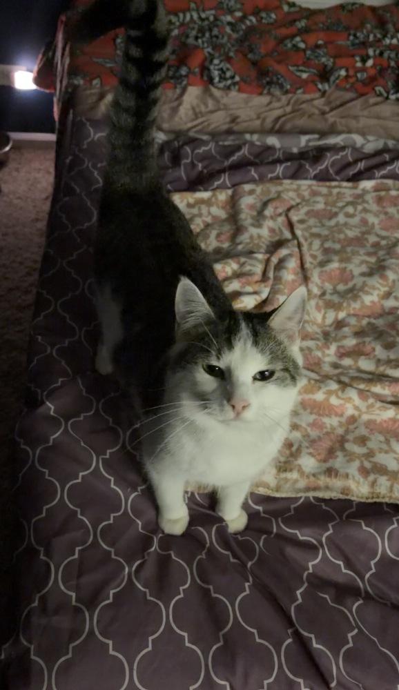 Enlarge Mouse, a Adoptable Domestic Short Hair in Chicago, IL image 2/6