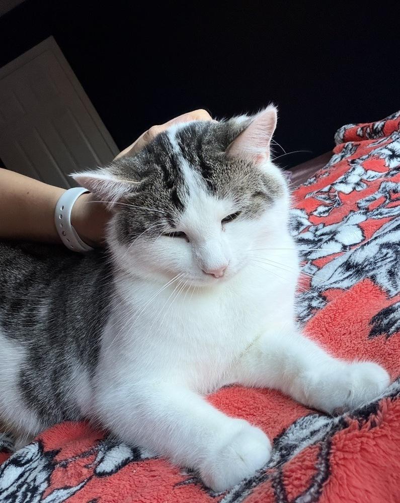 Enlarge Mouse, a Adoptable Domestic Short Hair in Chicago, IL image 5/6