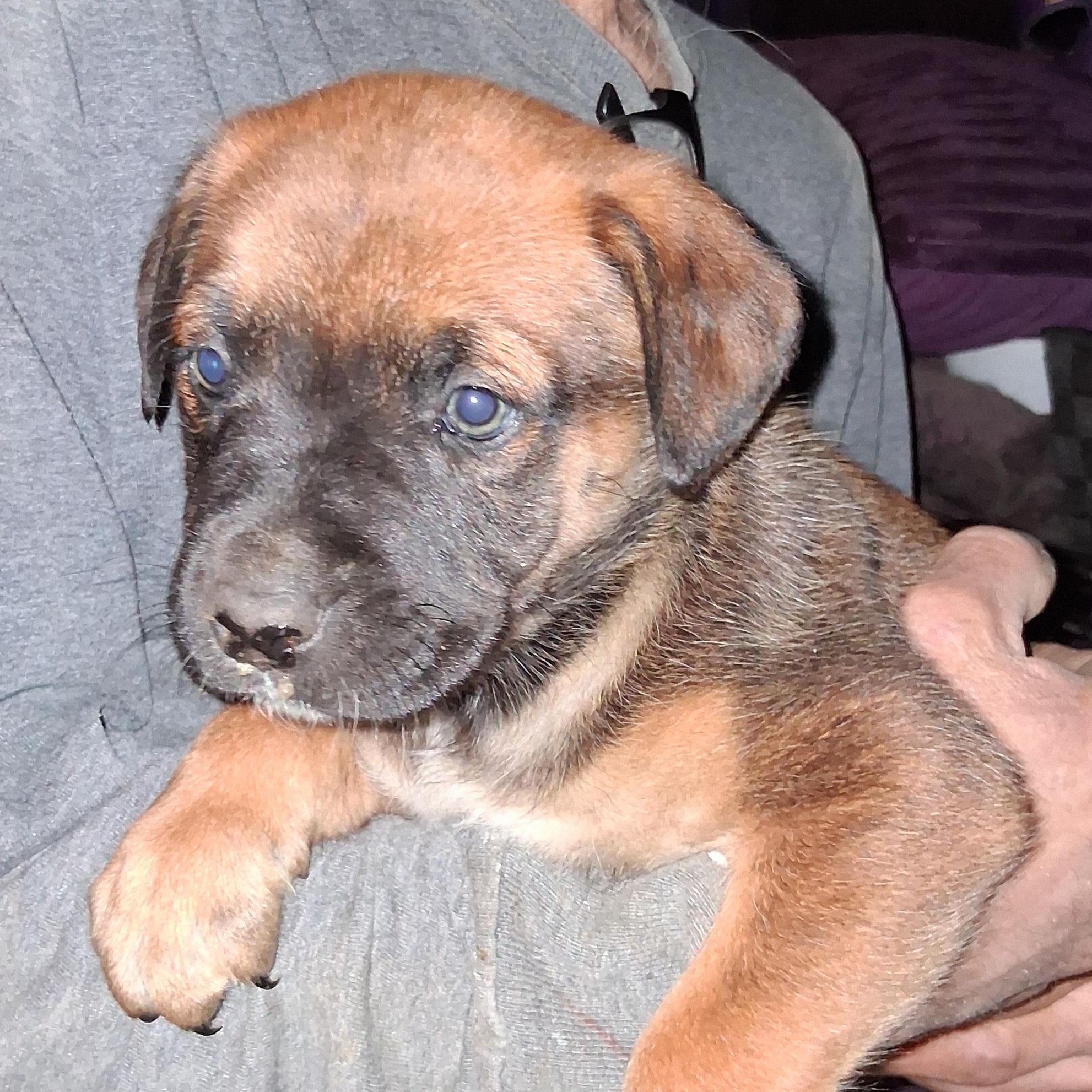 Puppy #1, ADOPTABLE, Puppy Male Labrador Retriever & German Shepherd Dog.