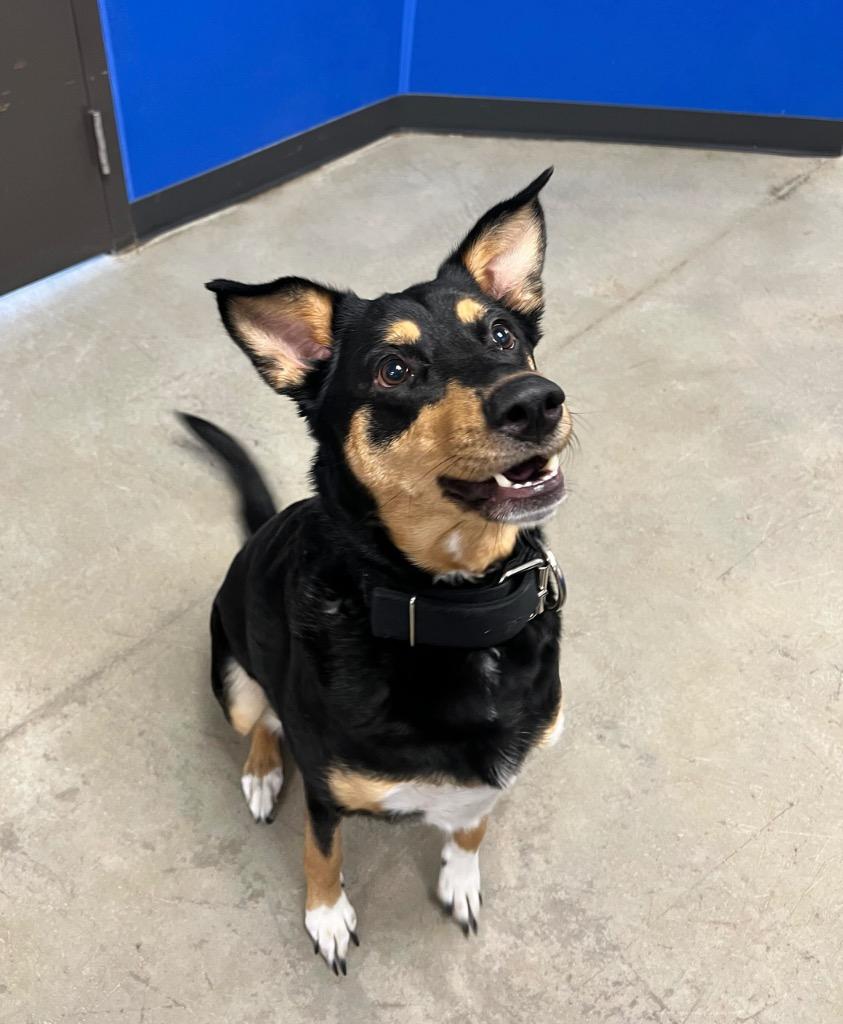 Clover, Adoptable, Adult Female Mixed Breed.