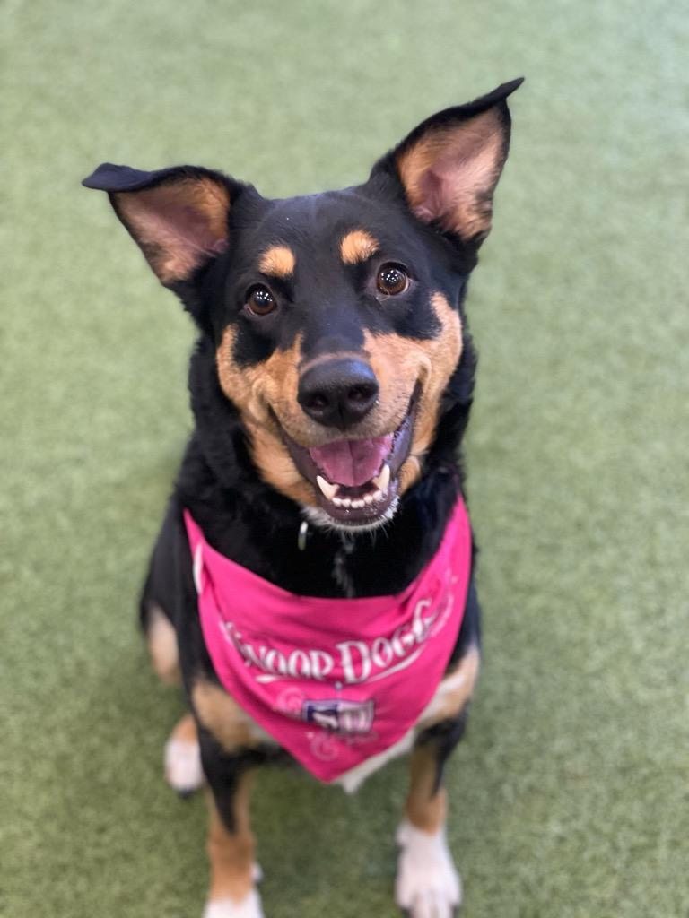 Enlarge Clover, a Adoptable Mixed Breed in Minot, ND image 2/3