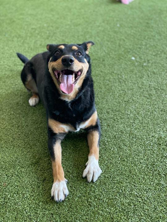 Clover, a Adoptable Mixed Breed in Minot, ND image 3/5