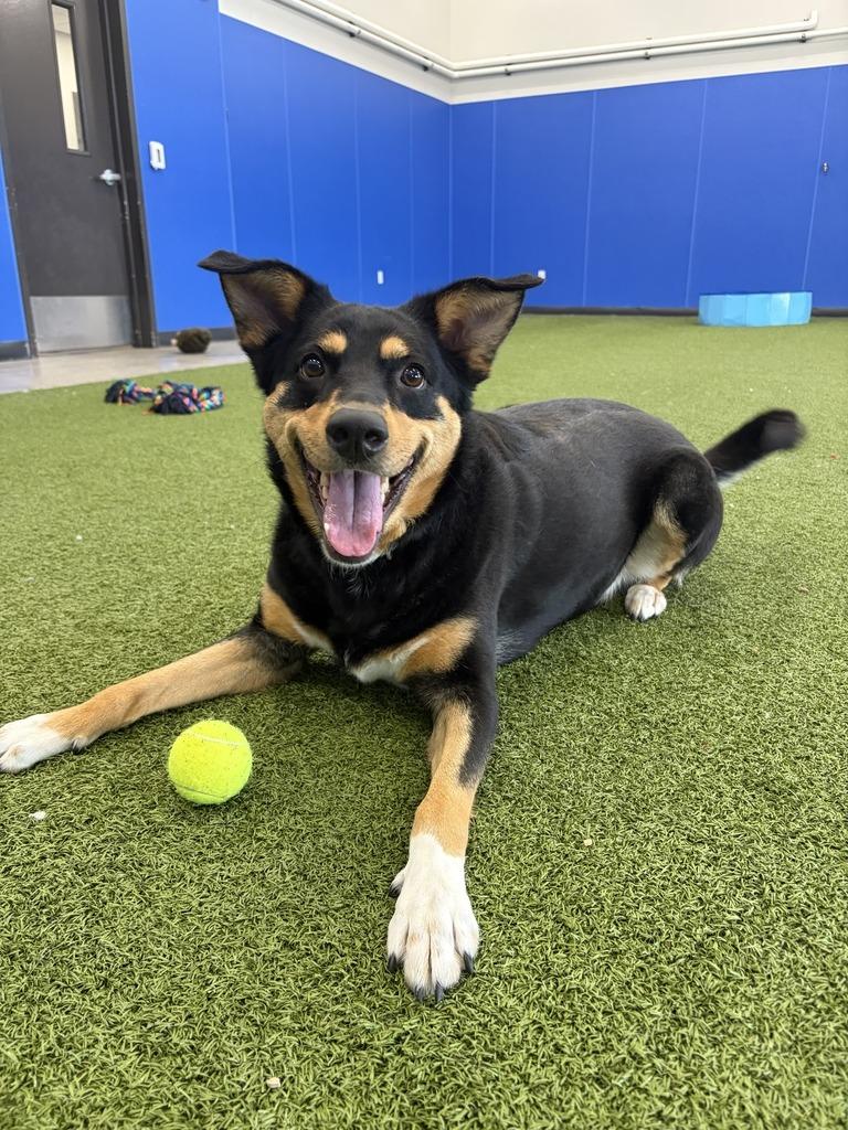 Enlarge Clover, a Adoptable Mixed Breed in Minot, ND image 4/6