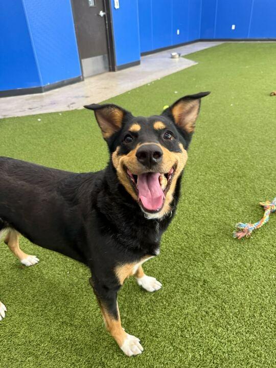 Clover, a Adoptable Mixed Breed in Minot, ND image 4/5