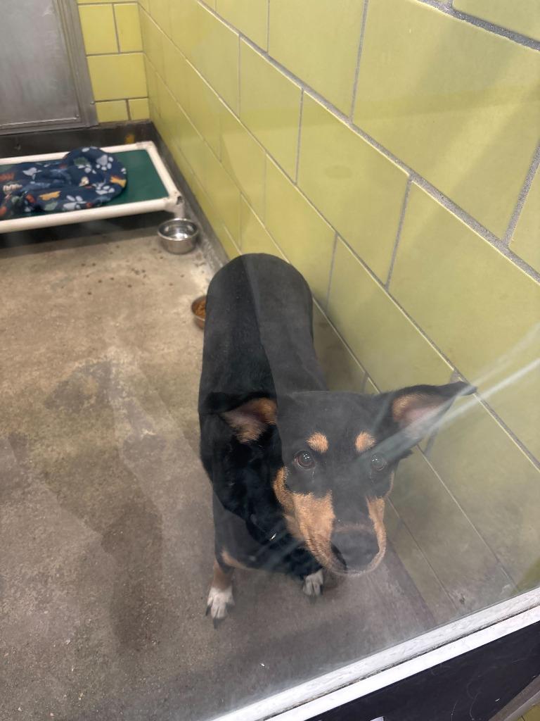 Enlarge Clover, a Adoptable Mixed Breed in Minot, ND image 3/3