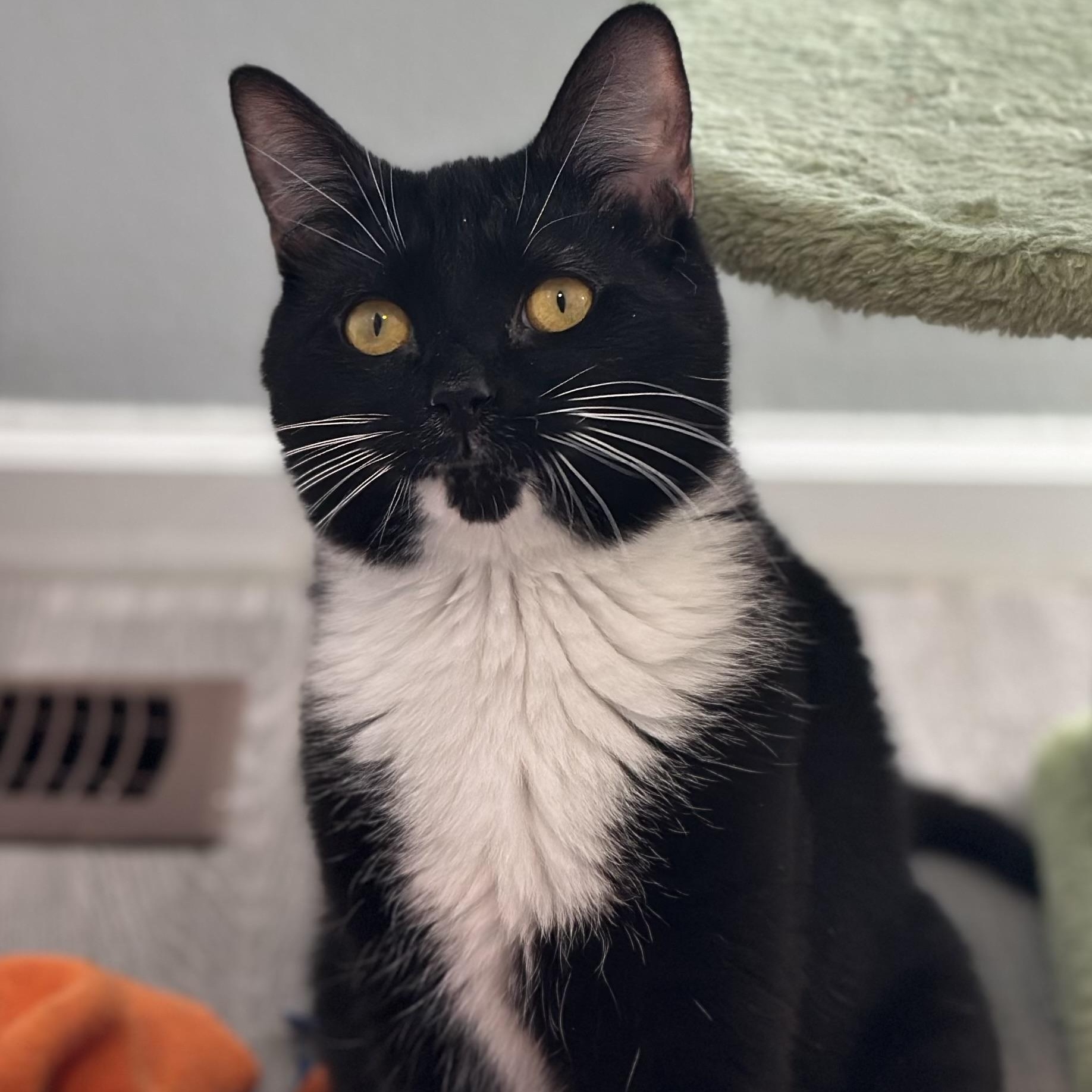 Enlarge Kit Kat, a ADOPTABLE Domestic Short Hair in Pontiac, MI image 1/1