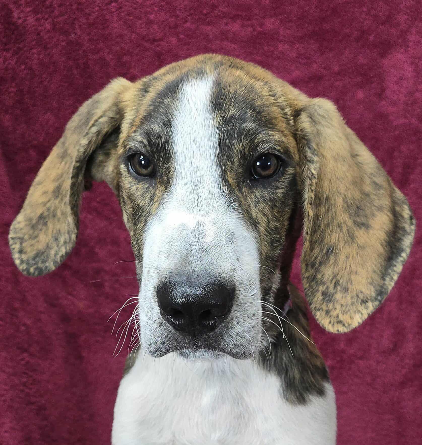 Meet Movie Buff a 4 month old 27 pound as of 722 adorable Hound mix This delightful puppy is 