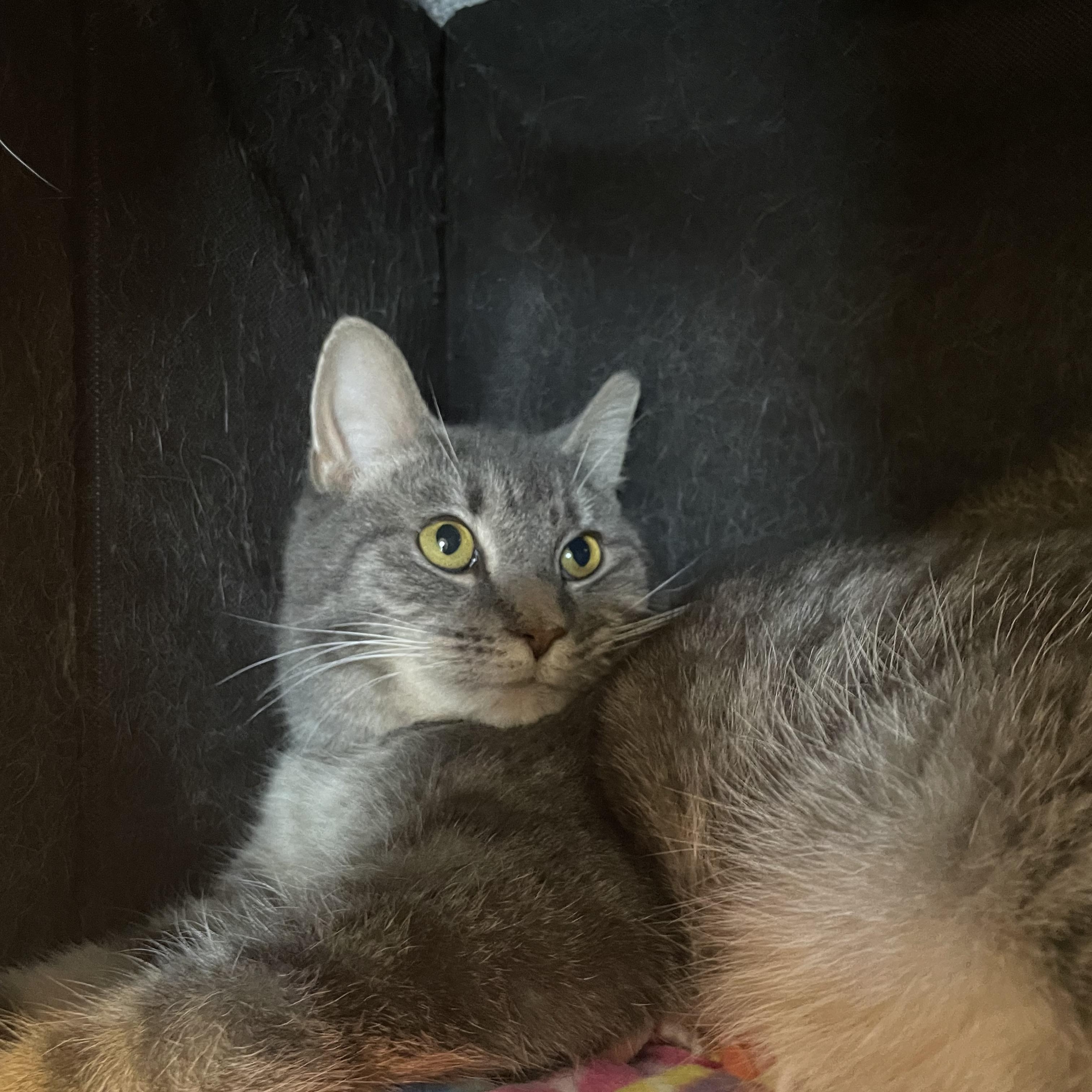 Enlarge Gertie, a Adoptable Domestic Short Hair in Renfrew, PA image 2/3