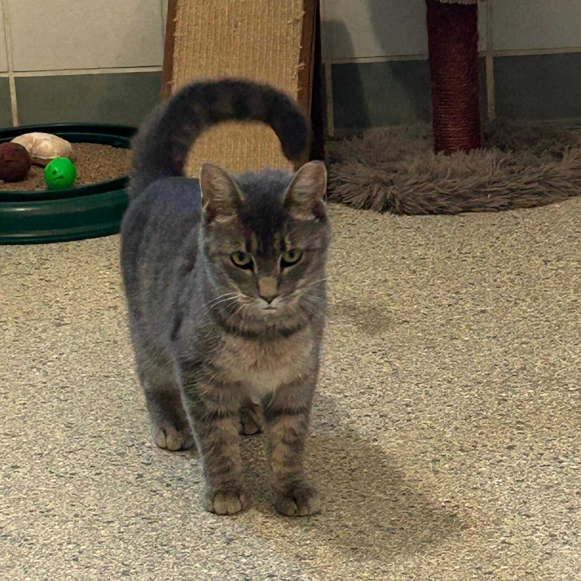 Gertie, Adoptable, Adult Female Domestic Short Hair.