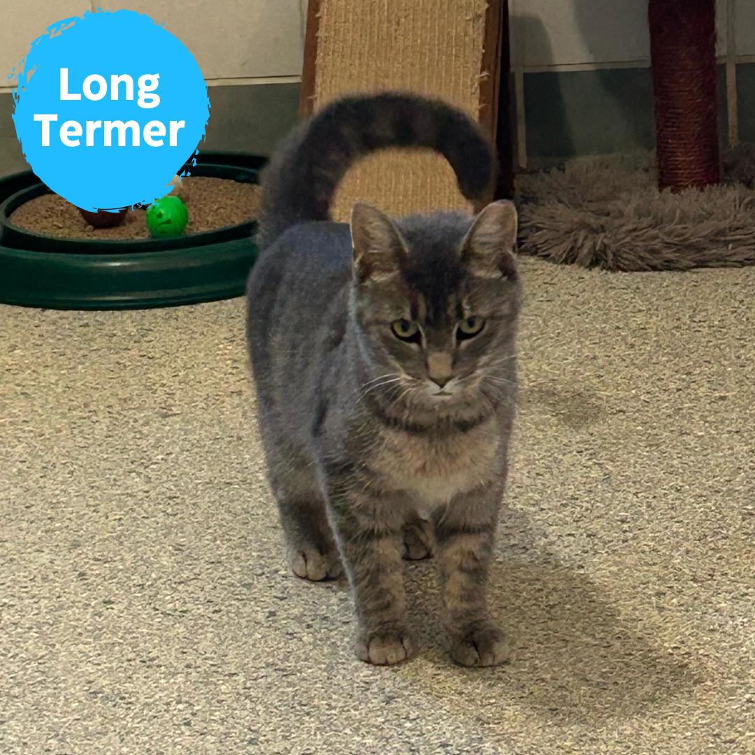 Gertie, a Adoptable Domestic Short Hair in Renfrew, PA image 1/4