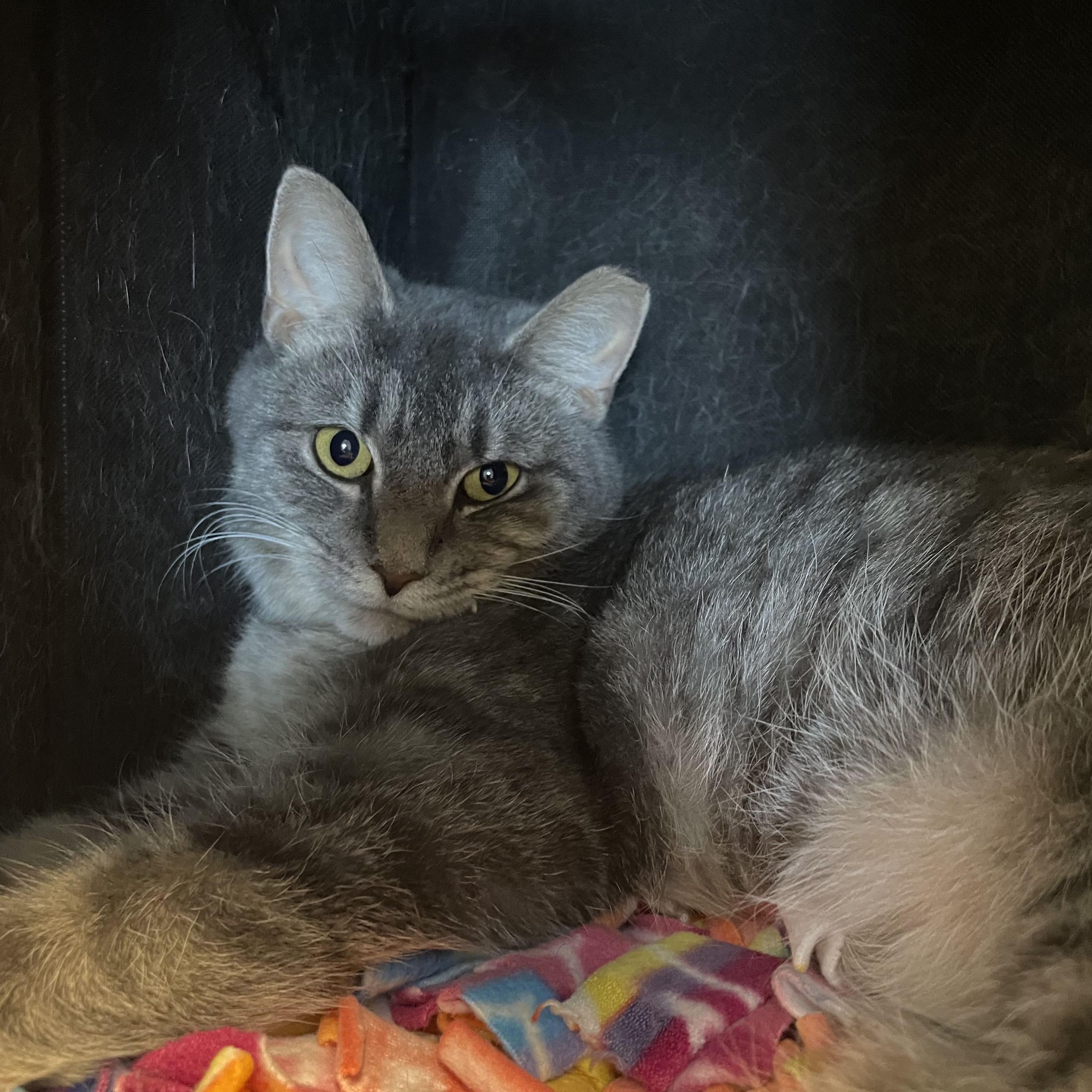 Enlarge Gertie, a Adoptable Domestic Short Hair in Renfrew, PA image 3/3