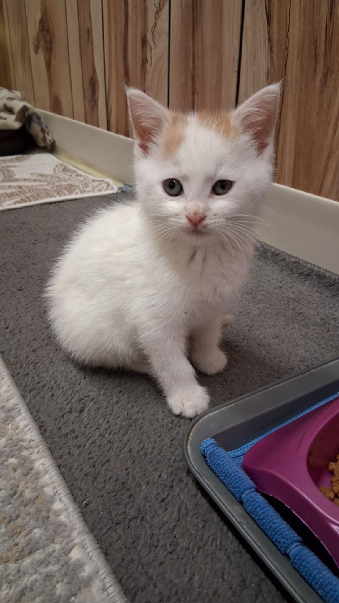 Posie, Adoptable, Young Female Domestic Short Hair.