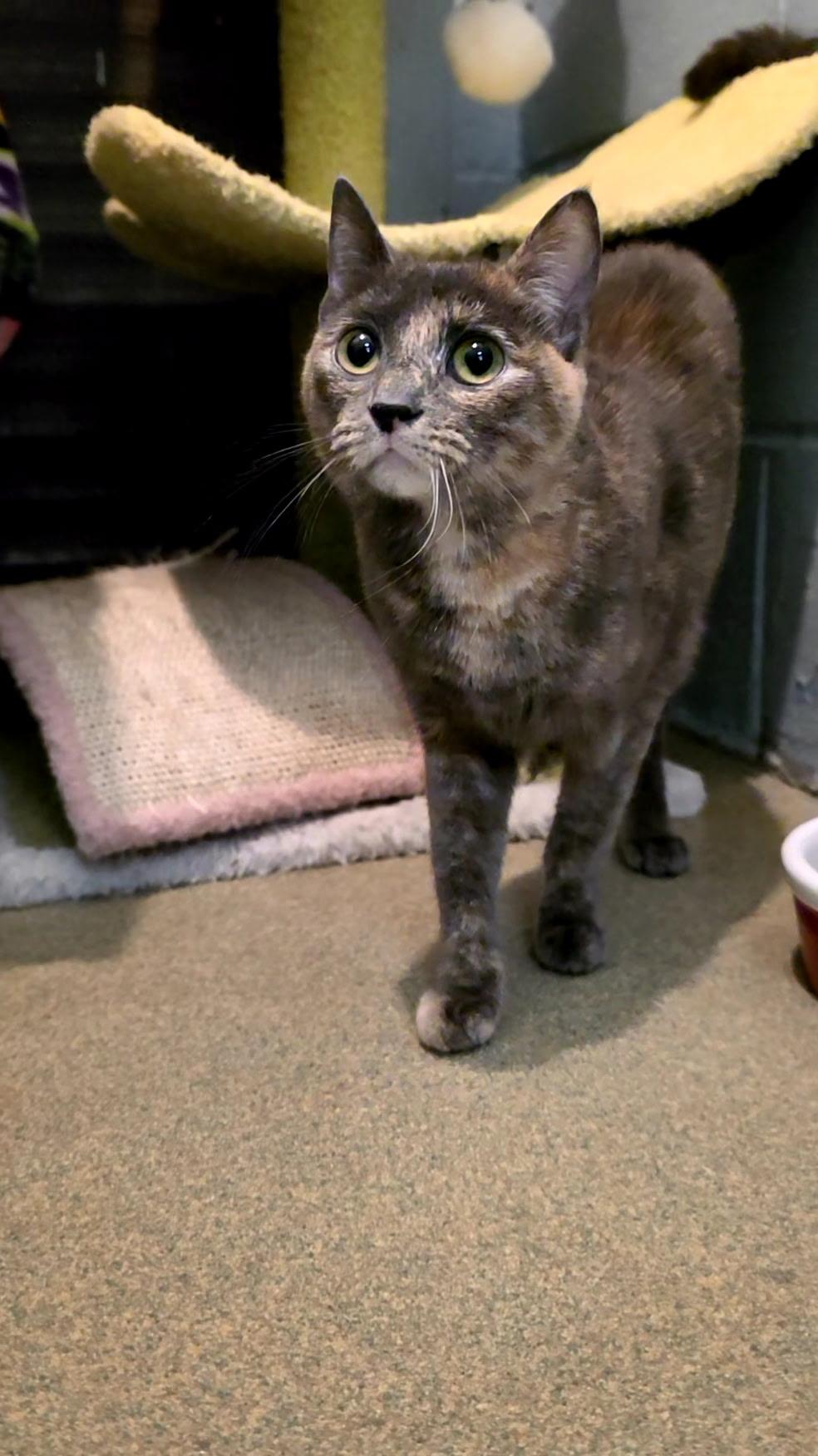 Martha, Adoptable, Adult Female Domestic Short Hair.