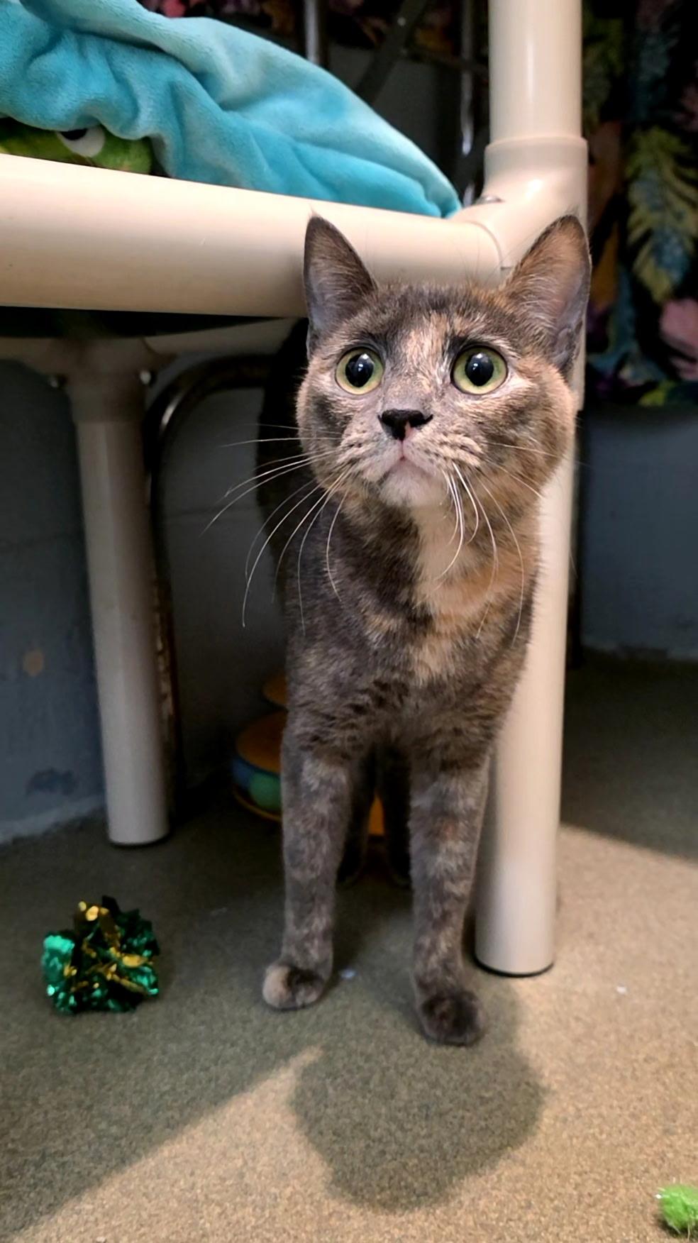 Martha, a Adoptable mixed breed in Smithtown, NY image 2/2