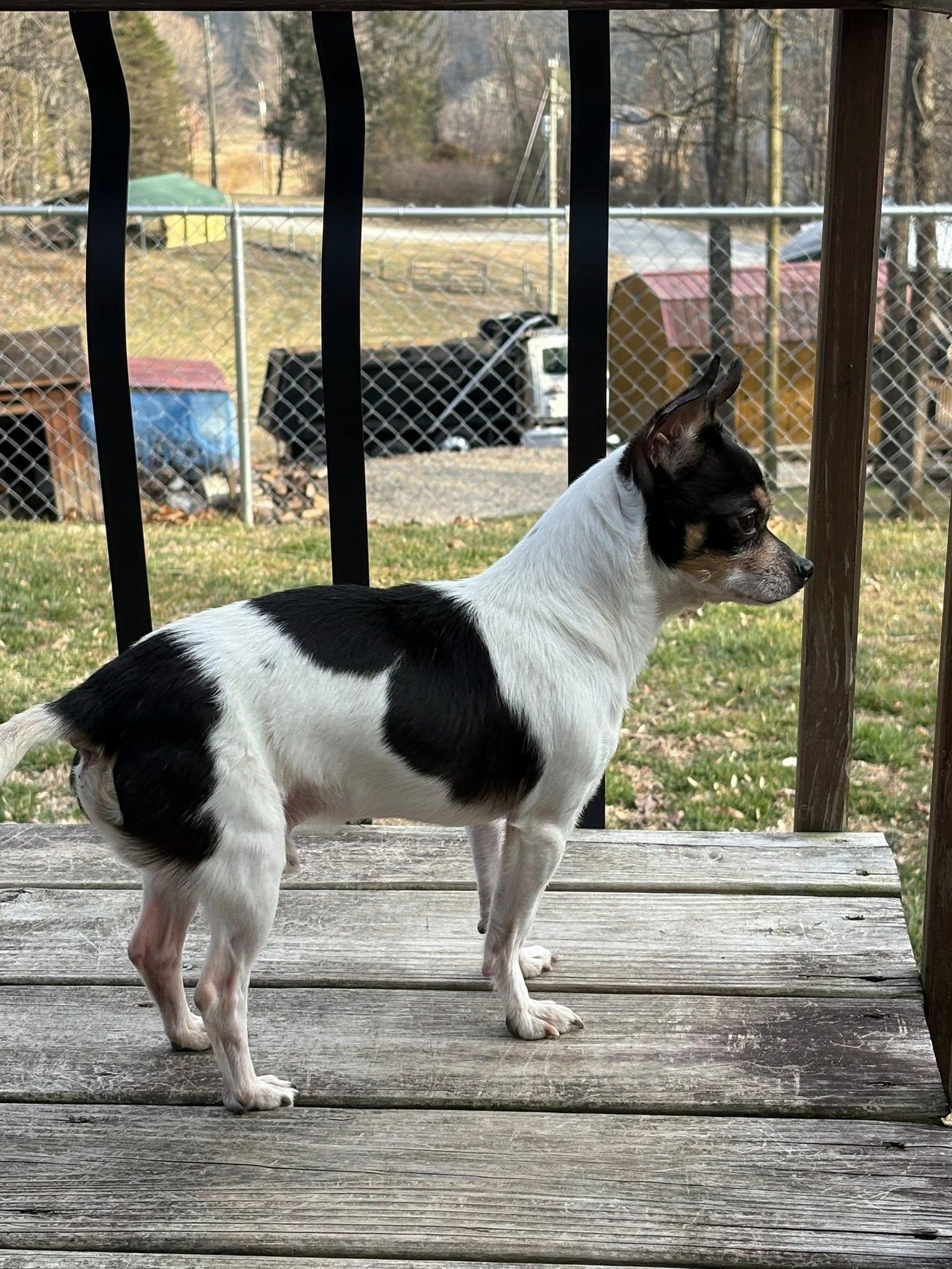 Mickey , a ADOPTABLE Chihuahua in Hendersonville, NC image 3/4
