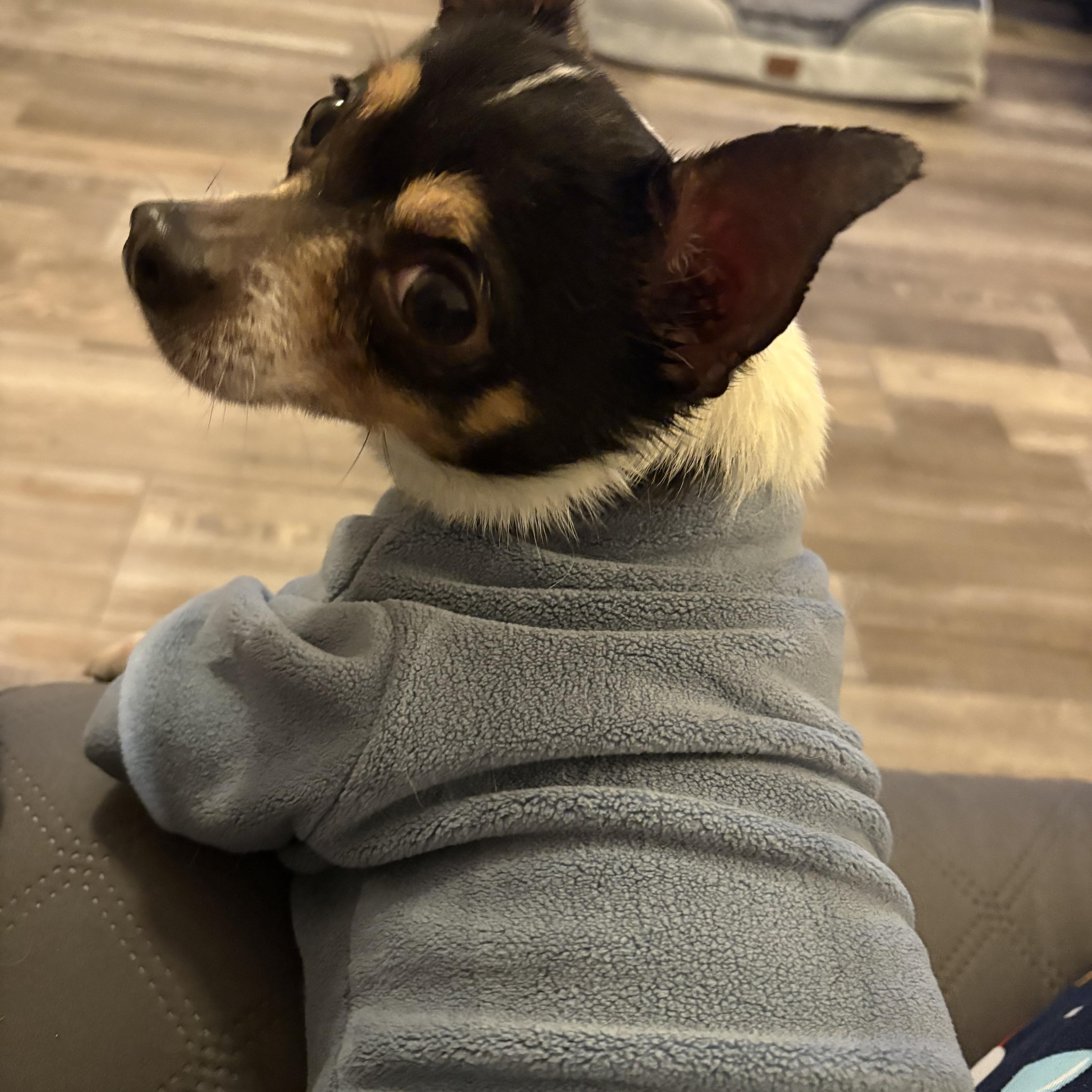 Mickey , a ADOPTABLE Chihuahua in Hendersonville, NC image 2/4