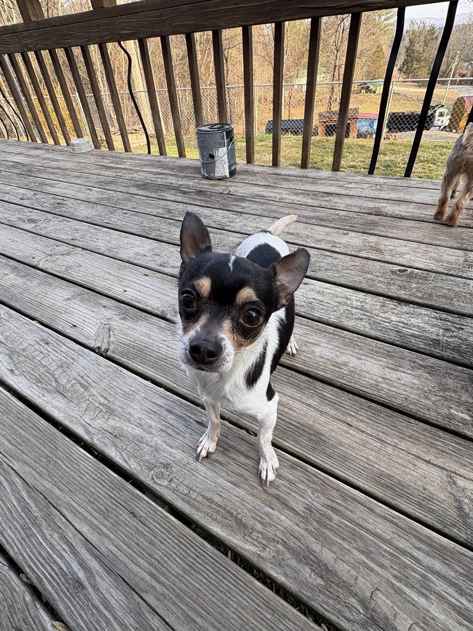 Mickey , ADOPTABLE, Adult Male Chihuahua.