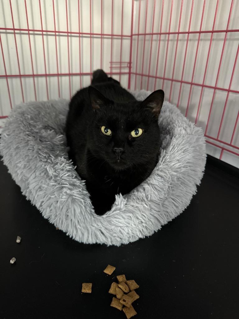 Coal, Adoptable, Adult Female Domestic Short Hair.