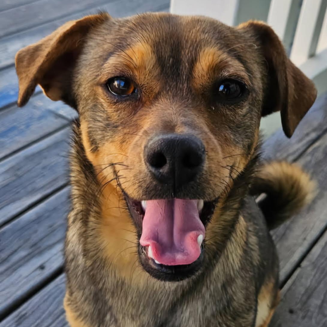 Bobby, Adoptable, Young Male Dachshund & Pembroke Welsh Corgi.