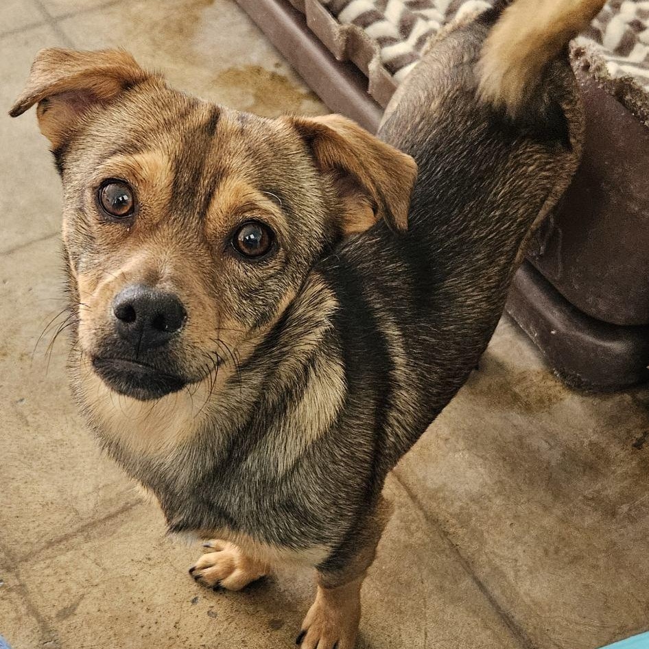 Bobby, Adoptable, Young Male Dachshund & Pembroke Welsh Corgi.