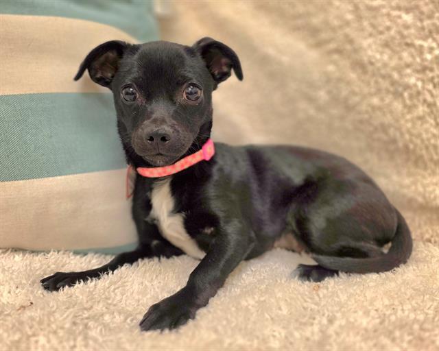 APPLEJACK, Adoptable, Puppy Female Chihuahua.