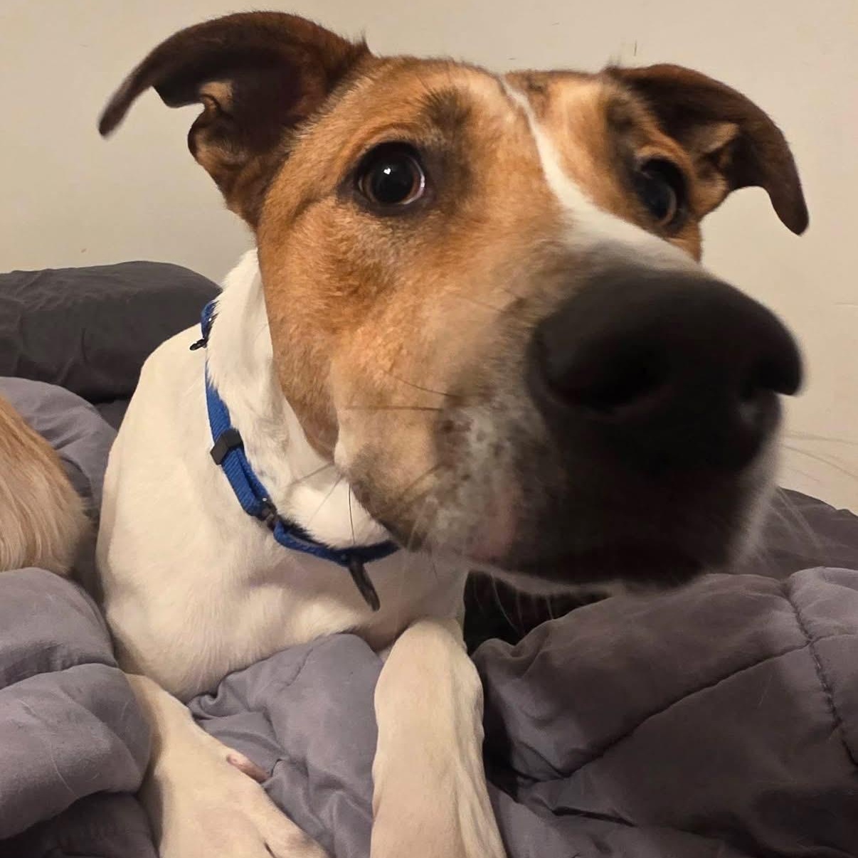 Sparky, ADOPTABLE, Young Male Great Dane.