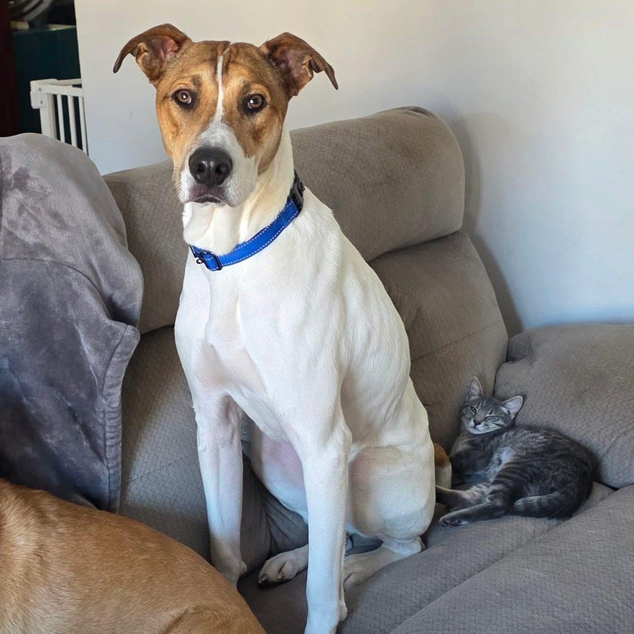 Enlarge Sparky, a ADOPTABLE mixed breed in McHenry, IL image 2/4