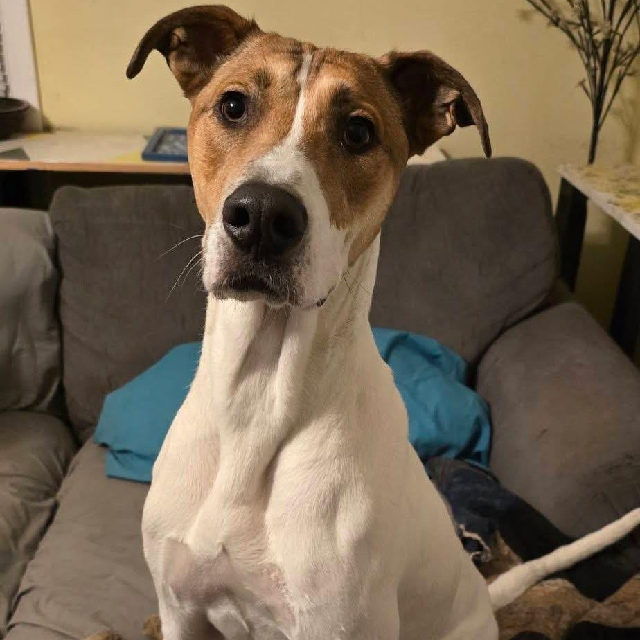 Enlarge Sparky, a ADOPTABLE mixed breed in McHenry, IL image 3/6