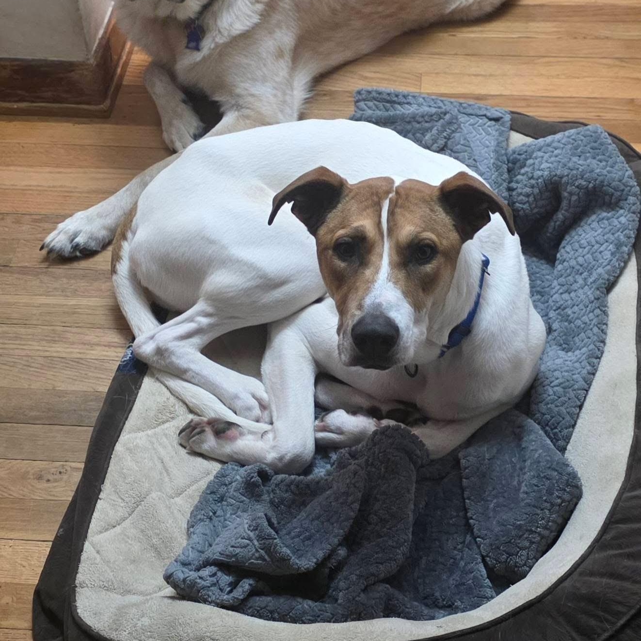 Enlarge Sparky, a ADOPTABLE mixed breed in McHenry, IL image 3/4