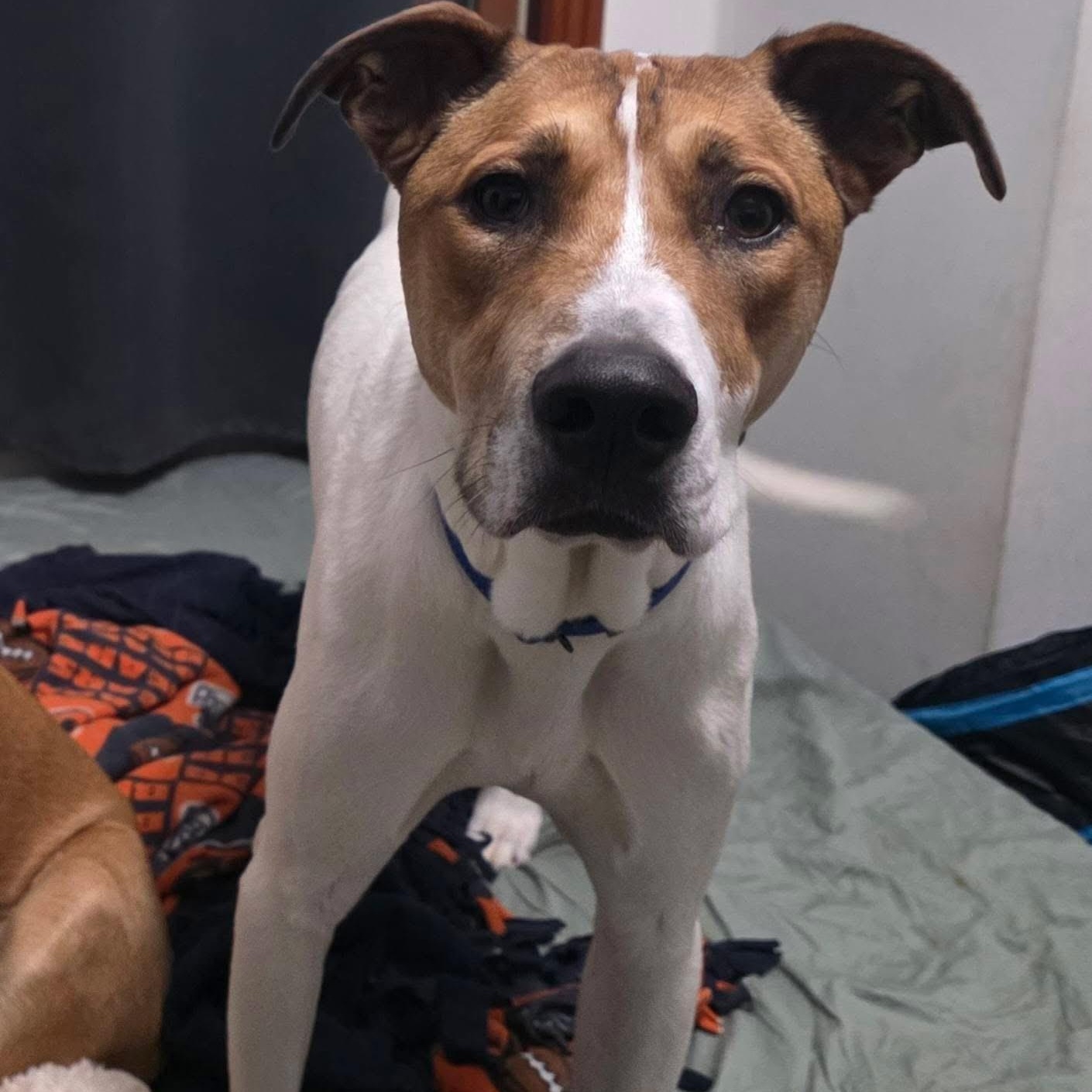 Enlarge Sparky, a ADOPTABLE mixed breed in McHenry, IL image 4/4