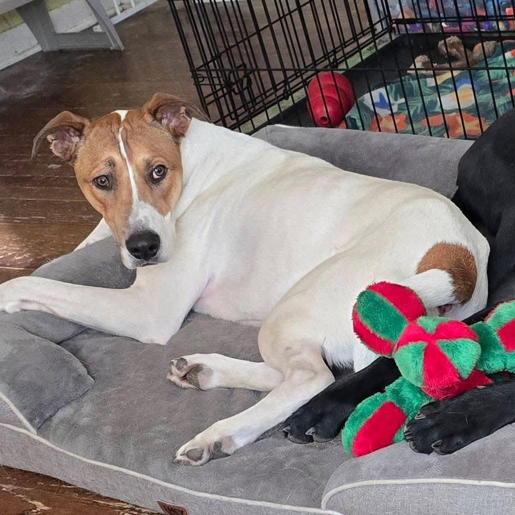 Sparky, ADOPTABLE, Young Male Great Dane.