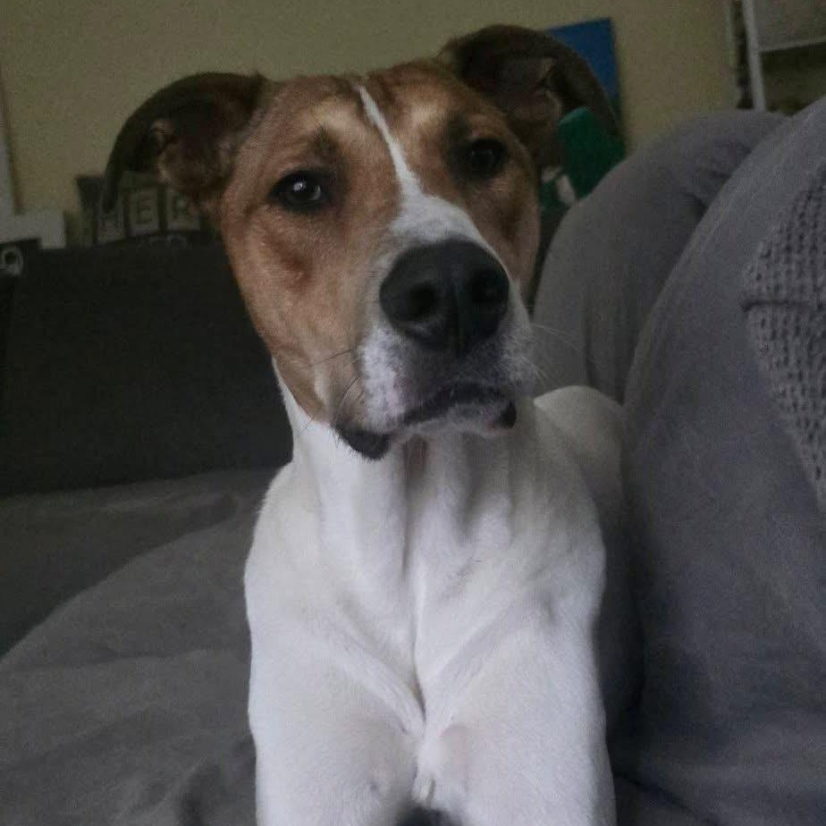 Enlarge Sparky, a ADOPTABLE mixed breed in McHenry, IL image 6/6